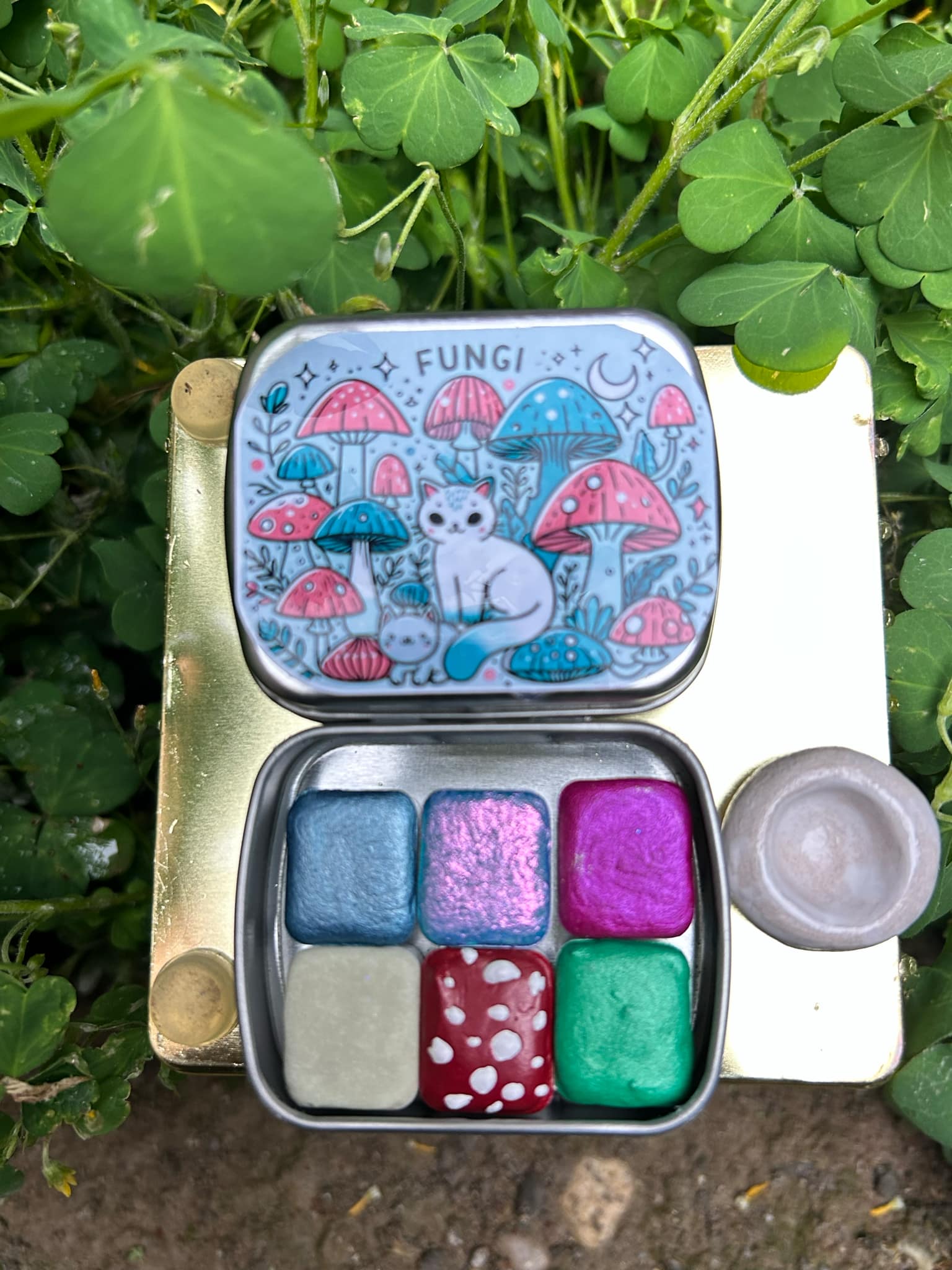 Set Fungi 🍄