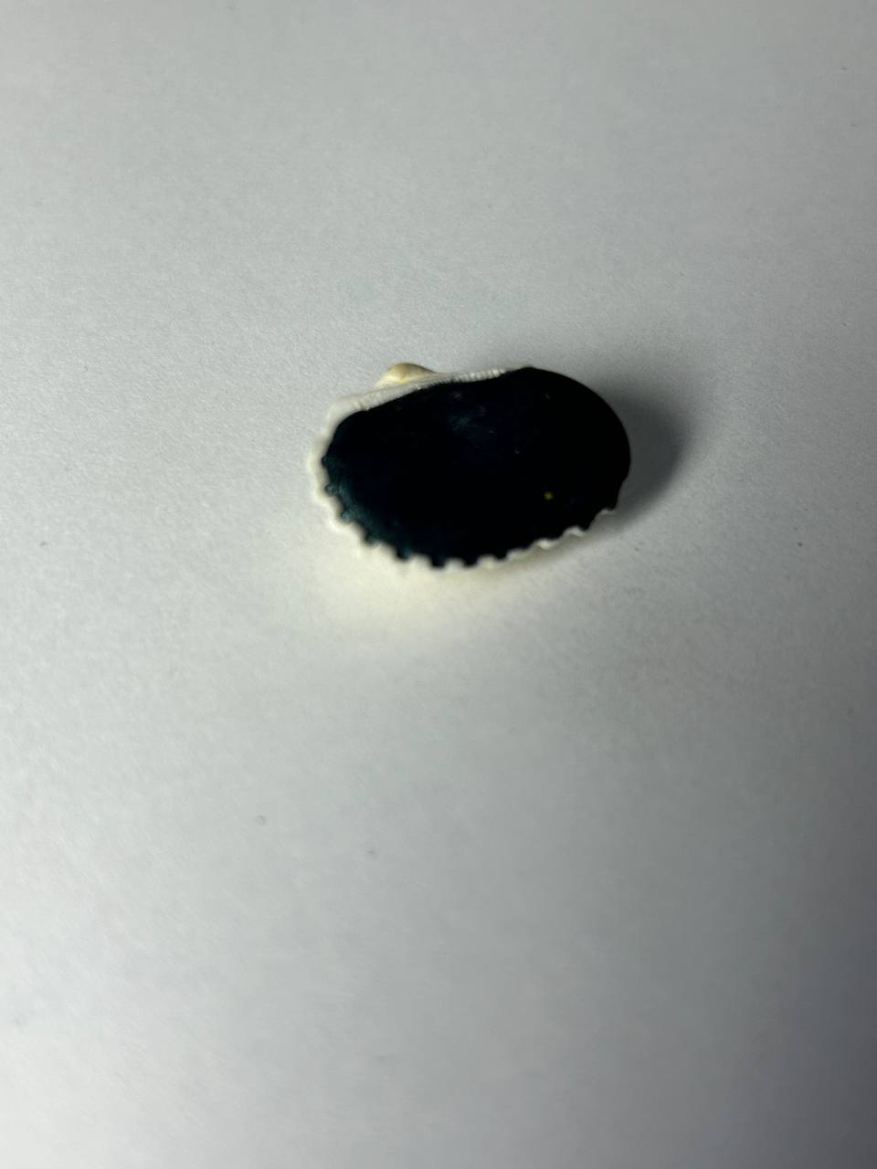 Tiburon Anguila